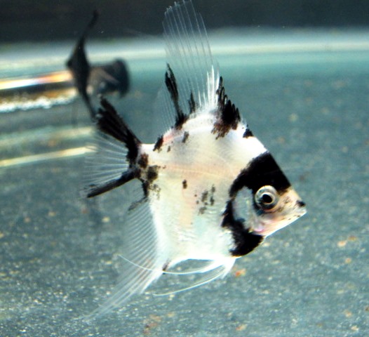 Angelfish - Panda - Medium